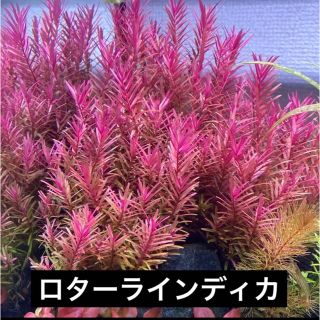 水草 ロターラ インディカ ロタラ アクアリウム　初心者おすすめ(アクアリウム)