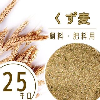 《数量限定》くず麦 袋込25kg 3年産 はだか麦 肥料 鳥の餌 飼料 福岡県産(米/穀物)