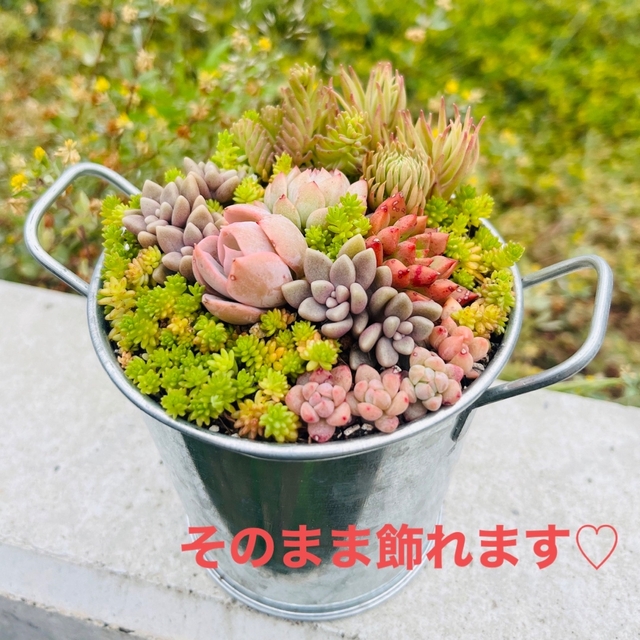 こぼれセダム♡多肉植物寄せ植え　ちまちま寄せ　そのまま飾れる