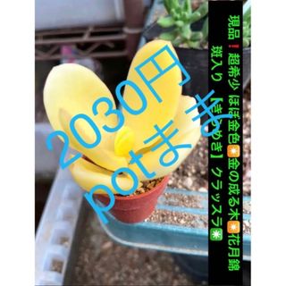 potのまま^ ^(その他)
