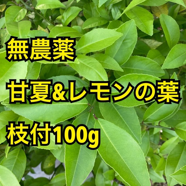 無農薬 甘夏&レモンの葉 枝付100gの通販 by sowa｜ラクマ