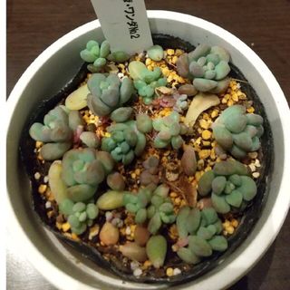 多肉植物　ワンダワンダ２　速達(その他)