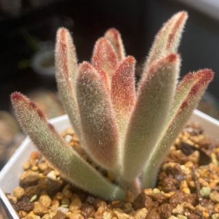 カランコエ　ホノルル　月兎耳系　夏型　多肉植物　観葉植物　挿し木　抜き苗(その他)