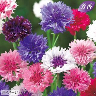 【花の種】200粒以上　矢車草　八重咲混合　セントーレア　2.5ｍｌ(プランター)
