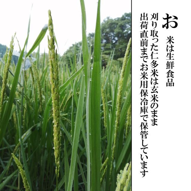 令和4年産】仁多米(s-tigger様 専用)