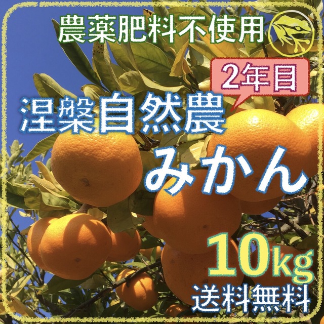 海乃蛙自然農園　自然農法　涅槃自然農みかん10kg　農薬肥料不使用　2年目　フルーツ