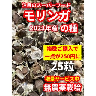 モリンガの種【25粒以上】★安心の無農薬栽培・令和5年産(米/穀物)