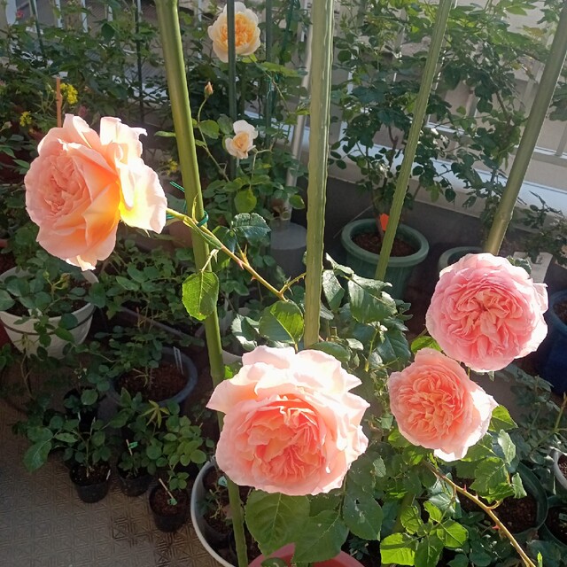 バラ苗　美しいバラ ハンドメイドのフラワー/ガーデン(その他)の商品写真