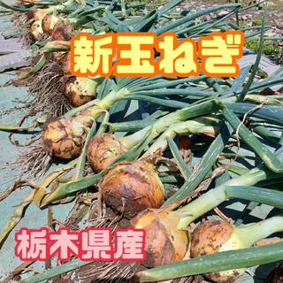【数量限定】栃木県産　新玉ねぎ【つり玉パーフェクト】約5kg(野菜)