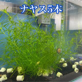 ナヤス 水草 完全無農薬 5本(アクアリウム)