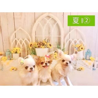背景布×5枚+1 ペット撮影用フォトブース フェルトトリミング
