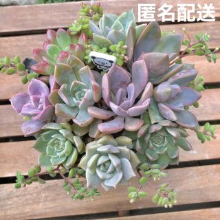 グラプトベリア10種　寄せ植えセット　根付き🎶　匿名配送(その他)