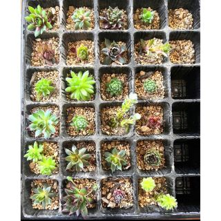 センペルビウム 24種類 お名前付♪多肉植物 寄せ植え Sempervivum(その他)