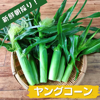 【今の時期 限定！！】旬の朝採り新鮮ヤングコーン　約15～20本入り【送料無料】(野菜)