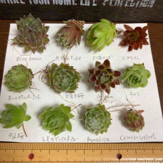 多肉植物◇センペル　お名前付きセット(その他)