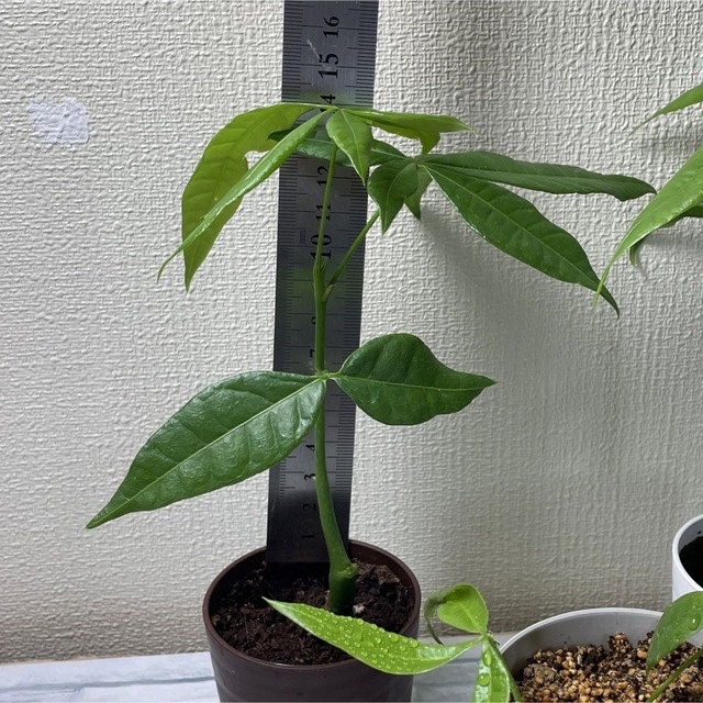 実生パキラ抜き苗　5株+挿し木2株 ☆ 観葉植物 人気で育てやすい 　財運　金運 ハンドメイドのフラワー/ガーデン(その他)の商品写真