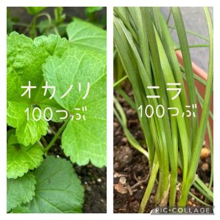 野菜の種　2品種　おまけ付き(野菜)