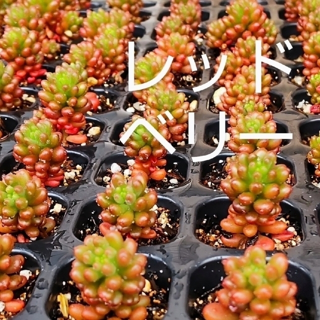 うさぎ様専用】多肉植物レッドベリー 《4株 根付き抜き苗 》の通販 by