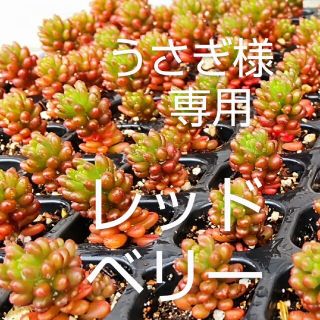 【うさぎ様専用】多肉植物レッドベリー 《４株 根付き抜き苗 》(その他)