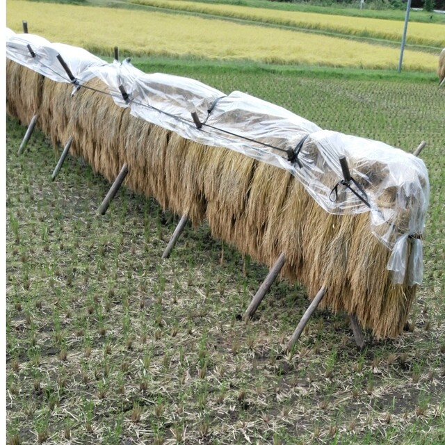 令和4年産栃木県特一等米コシヒカリ30キロ、玄米、無農薬にて作り上げた自慢のお米