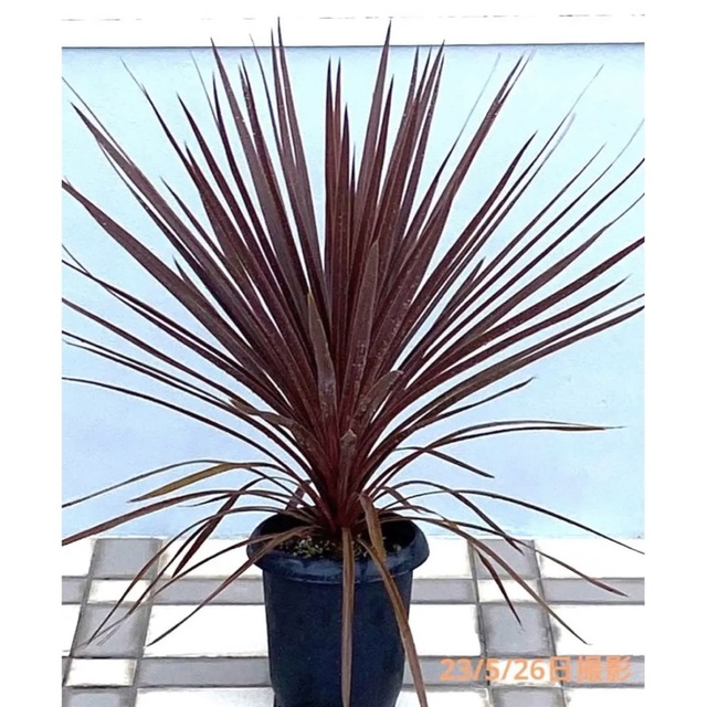 Cordyline 'Red Star' コルジリネレッドスター　8号プラ鉢植え