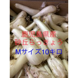 鹿児島県産砂丘らっきょうMサイズ10キロ(野菜)