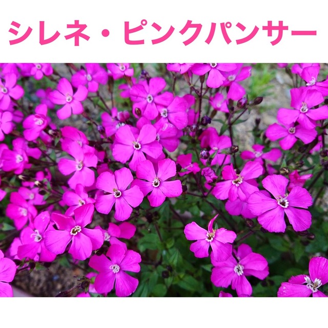 花の種　フェリシア　シレネ・ピンクパンサー　シレネ・桜小町 ハンドメイドのフラワー/ガーデン(その他)の商品写真