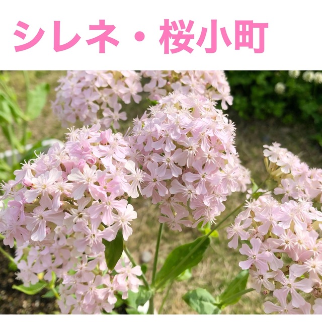 花の種　フェリシア　シレネ・ピンクパンサー　シレネ・桜小町 ハンドメイドのフラワー/ガーデン(その他)の商品写真