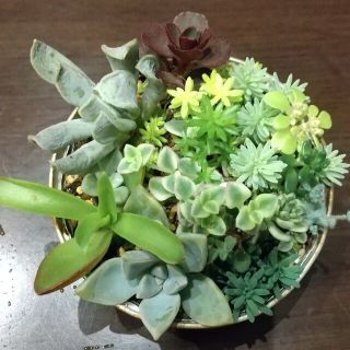 多肉植物　寄せ植え　セダム　ミックス　クリームソーダー　スプレンダー　蒼星他(その他)