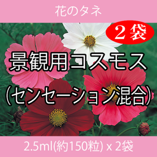 花のタネ EAI コスモス（センセーション混合） 2.5ml x 2袋(プランター)