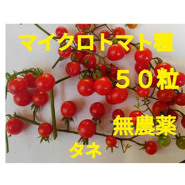 マイクロトマトの種 赤 食品/飲料/酒の食品(野菜)の商品写真