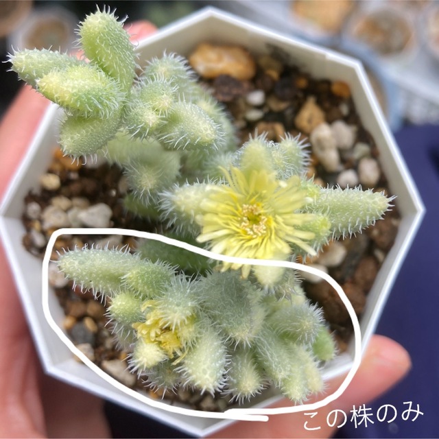 雷童錦　デロスペルマ属　多肉植物　観葉植物　斑入り　抜き苗　根付き　丈夫 ハンドメイドのフラワー/ガーデン(その他)の商品写真