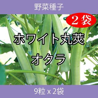 野菜種子 EAS ホワイト丸莢オクラ 9粒 x 2袋(野菜)