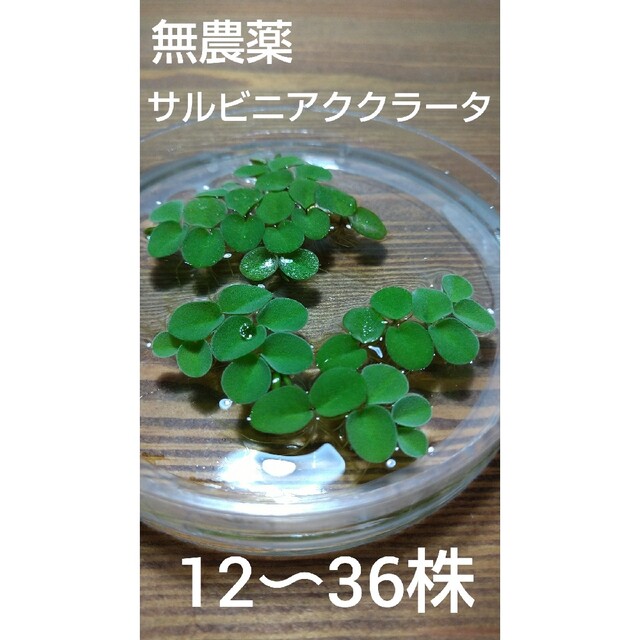 無農薬　サルビニアククラータ　12〜36株 その他のペット用品(アクアリウム)の商品写真