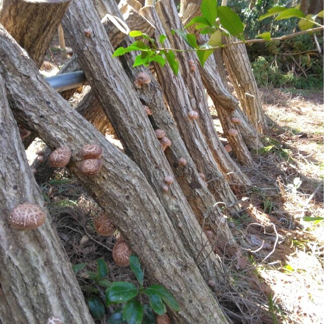 国産 原木栽培 干し椎茸 120g 食品/飲料/酒の食品(野菜)の商品写真