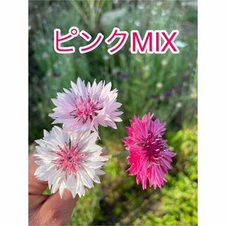 矢車草の種　ピンク系mix 100粒(その他)
