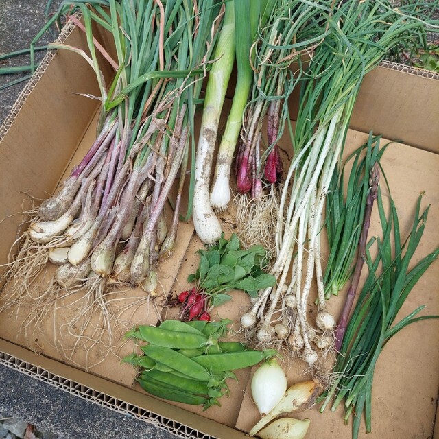 おまかせ野菜詰め合わせBOX【M】 食品/飲料/酒の食品(野菜)の商品写真