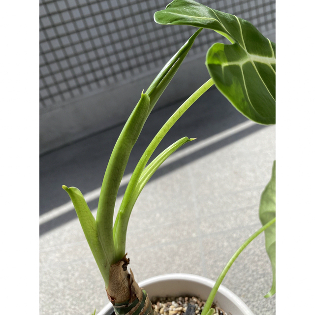 アロカシア　グリーンベルベット　親子　観葉植物 ハンドメイドのフラワー/ガーデン(その他)の商品写真