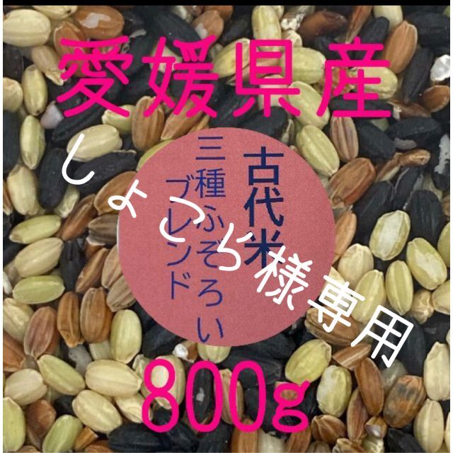 しょこら様専用　古代米3種ふぞろいブレンド　愛媛県産　800ｇ 食品/飲料/酒の食品(米/穀物)の商品写真