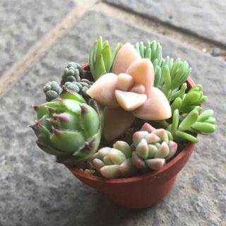 多肉植物  カット苗  詰め合わせ(ミニ)(その他)
