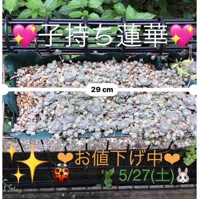 多肉植物❤︎子持ち蓮華❤︎鉢の中身❤︎全部抜いてお届け