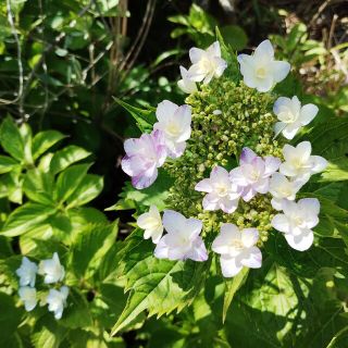 tamasan様専用　植物　紫陽花　挿し木用枝(その他)