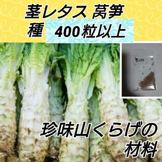 茎レタス 種子400粒以上 莴笋【固定種】(プランター)
