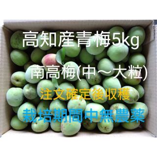 高知産青梅 5kg 【南高梅中〜大粒】 無農薬・有機肥料のみで栽培(フルーツ)