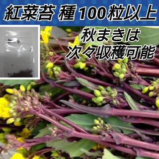 紅菜苔 種100粒以上(プランター)