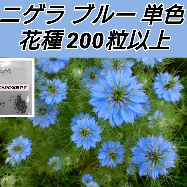 ニゲラ ブルー 単色 花種200粒以上 ハンドメイドのフラワー/ガーデン(プランター)の商品写真