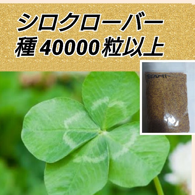 ホワイトクローバー 花種 たっぷり40000粒以上 ハンドメイドのフラワー/ガーデン(プランター)の商品写真