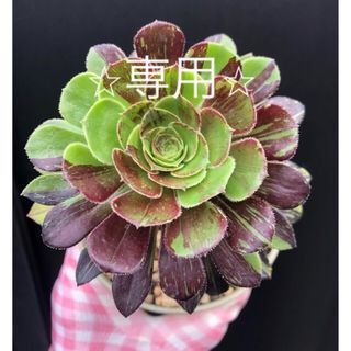 多肉植物　⭐︎専用⭐︎アエオニウム　ビッグバン　抜き苗　⑧(その他)