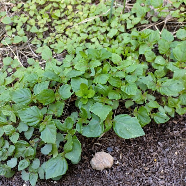 ネコポス✿無肥料無農薬✿青じそ　大葉　抜き苗 ハンドメイドのフラワー/ガーデン(その他)の商品写真