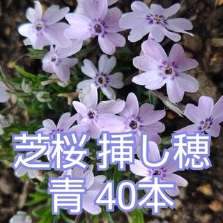 芝桜 挿し穂 青 40本(その他)